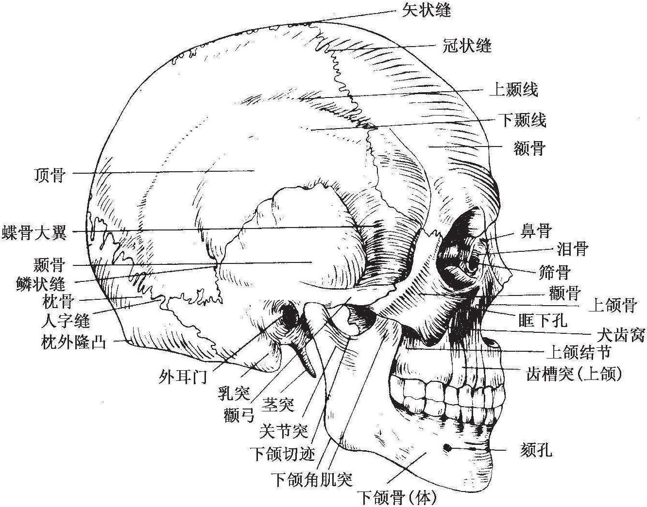 1.2.1 顱蓋部